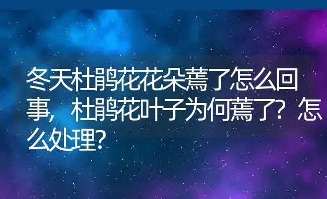 冬天杜鹃花花朵蔫了怎么回事,杜鹃花叶子为何蔫了?怎么处理？ | 养殖常见问题