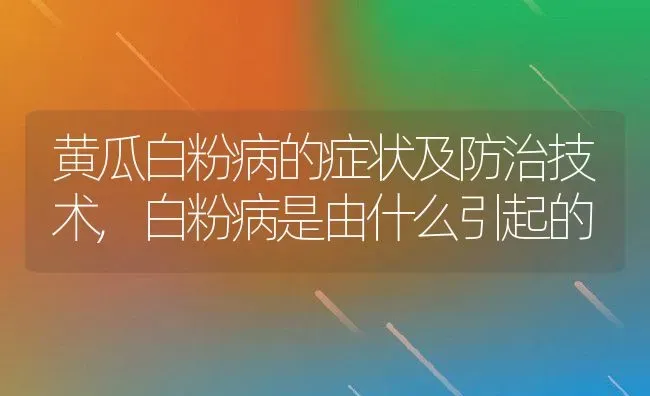 黄瓜白粉病的症状及防治技术,白粉病是由什么引起的 | 养殖常见问题