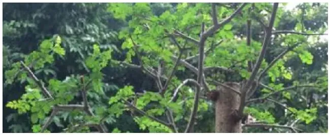 对节白蜡是什么植物 | 农业答疑