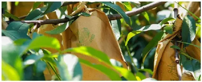 冬桃什么时候套袋 | 农业答疑