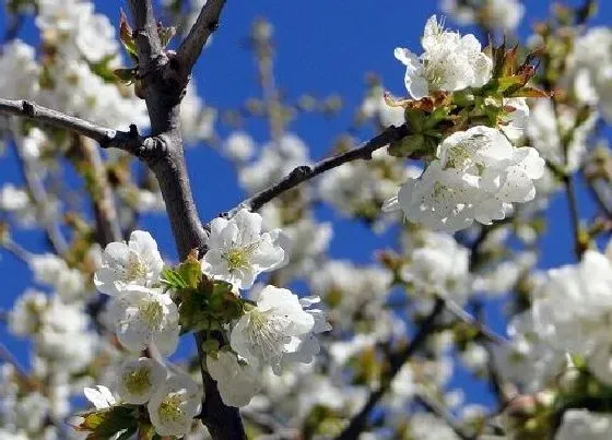 植物常识问题|日本樱花品种名称及图片 日本樱花品种排名