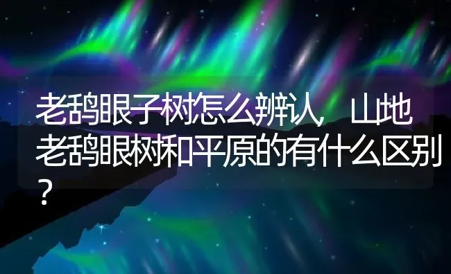 老鸹眼子树怎么辨认,山地老鸹眼树和平原的有什么区别？ | 养殖常见问题
