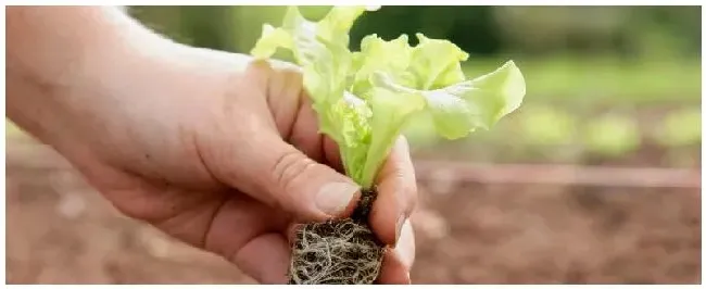 意大利生菜的种植方法和时间 | 三农答疑