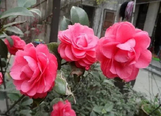 植物常识问题|茶花如何施肥更轻松