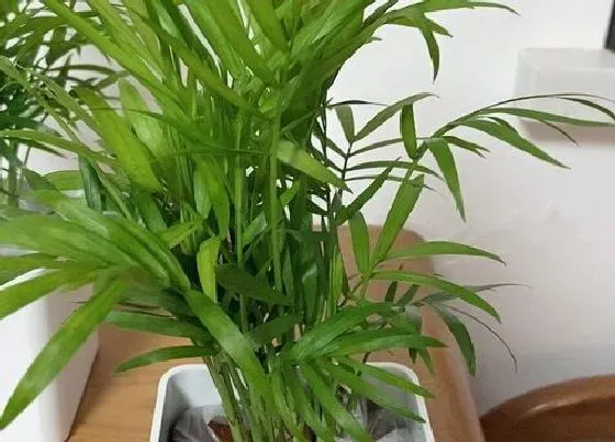 植物常识问题|袖珍椰子施什么肥不会黄叶