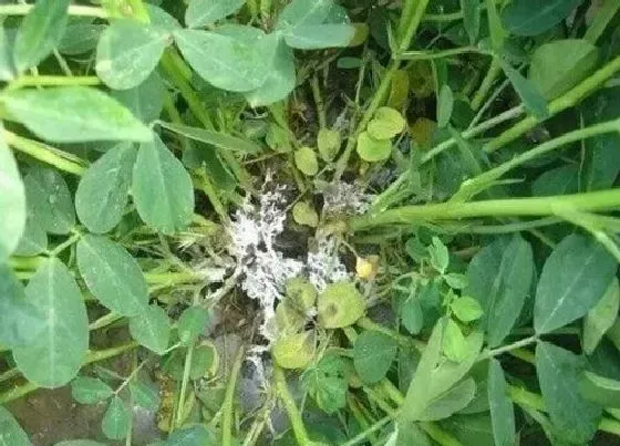 植物常识问题|养花盆里出现的白点是什么情况