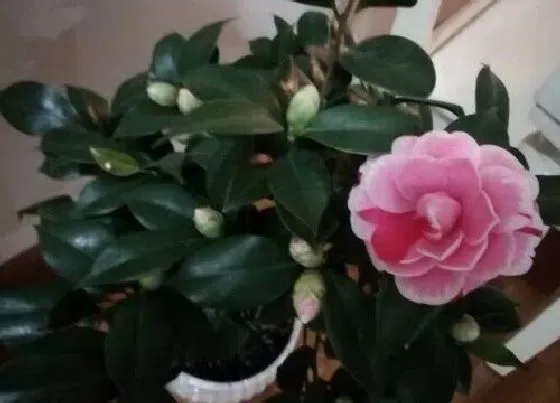 植物常识问题|茶花如何施肥更轻松