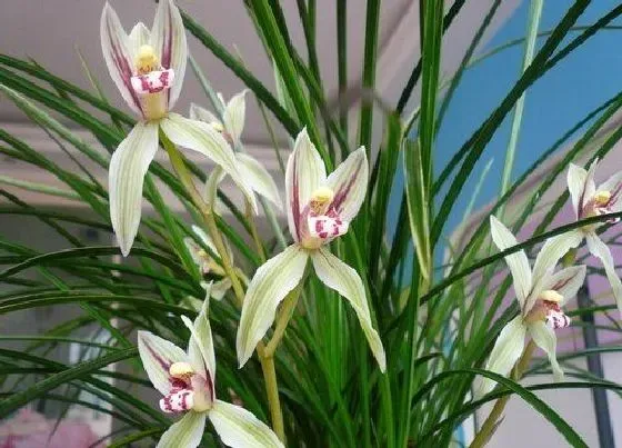 植物常识问题|元旦过后如何养护兰花春天花芽呼呼冒