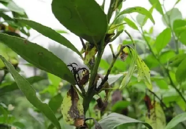 植物常识问题|柑橘炭疽病的表现和治疗方法（柑橘急性炭疽病用药防治）