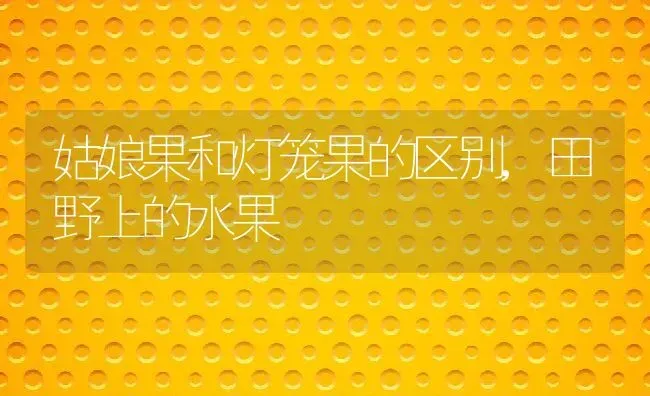 姑娘果和灯笼果的区别,田野上的水果 | 养殖常见问题