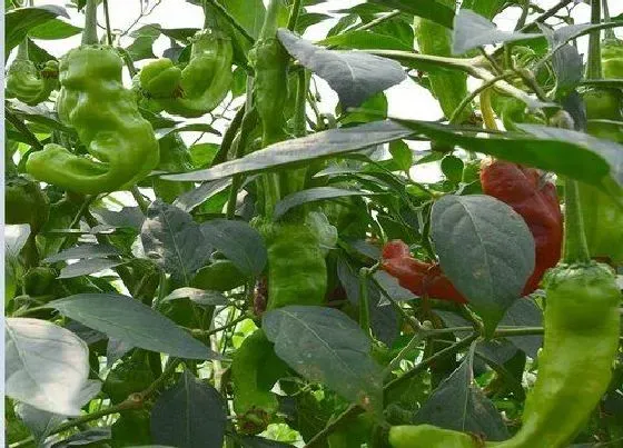 植物常识问题|盆栽辣椒开花不坐果怎么办