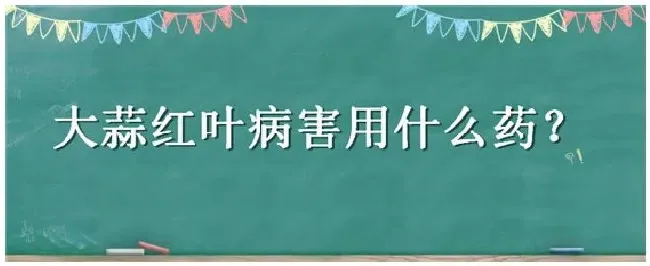 大蒜红叶病害用什么药 | 三农问答