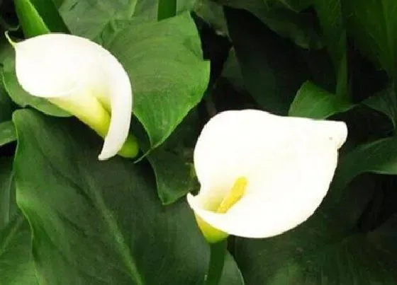 植物常识问题|寓意学业有成的花 什么植物花语是象征学业有成