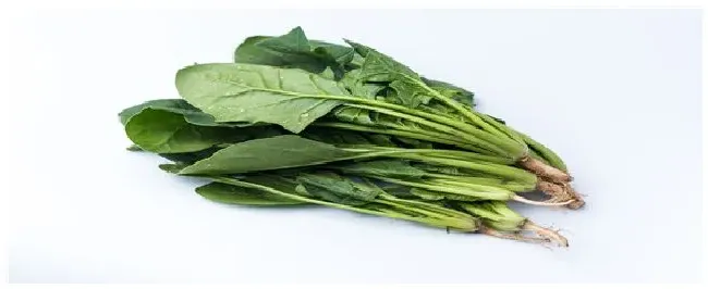 菠菜催芽方法 | 农业常识