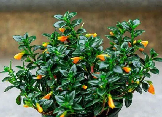 植物常识问题|十大灵性植物 世界上最有灵性的植物是什么