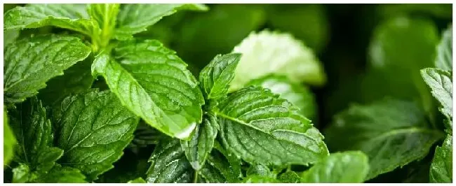 薄荷种植要注意事项 | 农业问题