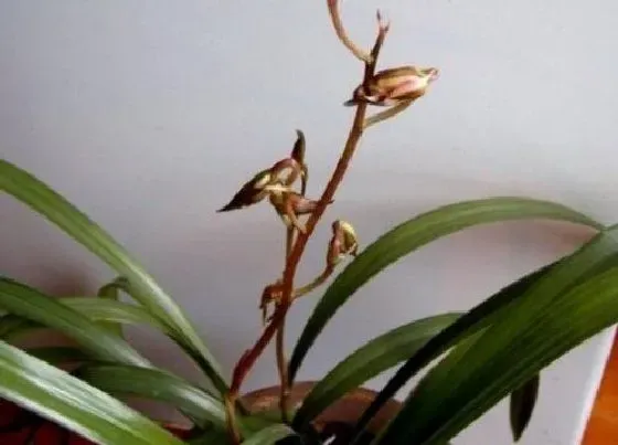 植物常识问题|元旦过后如何养护兰花春天花芽呼呼冒