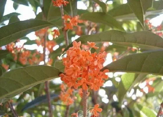 植物常识问题|什么桂花树最好最香最值钱 哪种桂花树最名贵