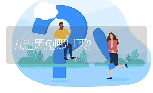 五连黑兔哪里买? | 养殖问题解答