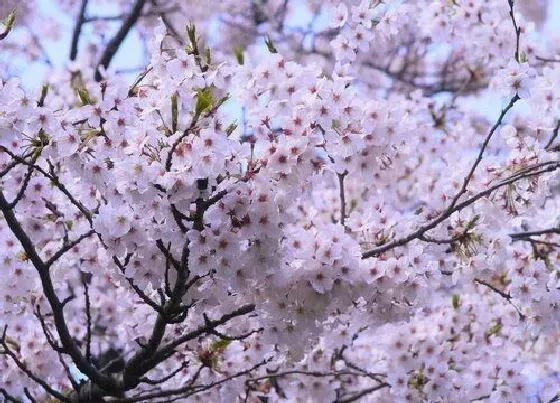 植物常识问题|日本樱花品种名称及图片 日本樱花品种排名