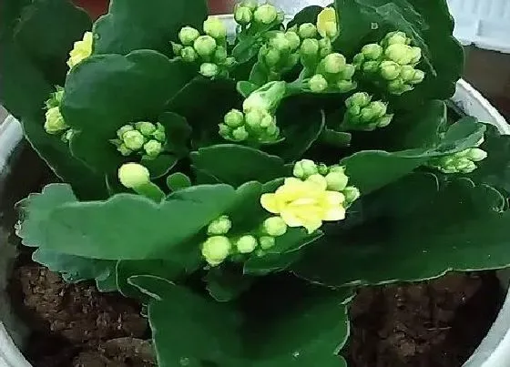 植物常识问题|长寿花养成老桩有几个方法