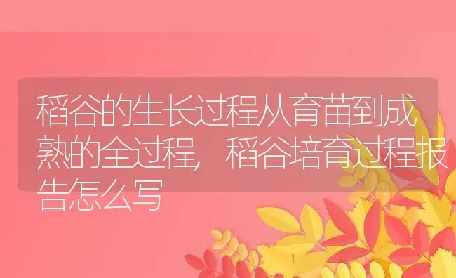 稻谷的生长过程从育苗到成熟的全过程,稻谷培育过程报告怎么写 | 养殖常见问题
