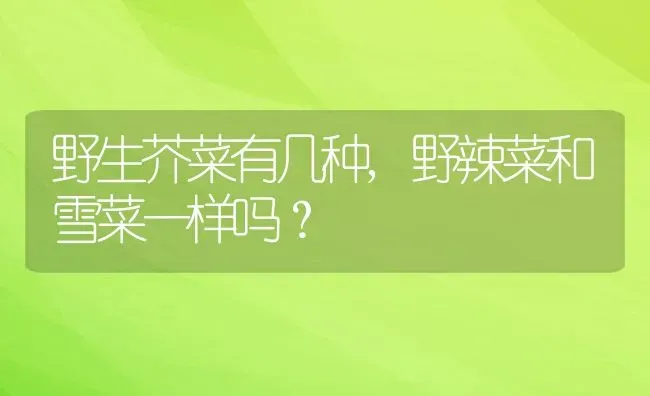 野生芥菜有几种,野辣菜和雪菜一样吗？ | 养殖常见问题