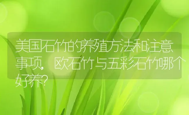 美国石竹的养殖方法和注意事项,欧石竹与五彩石竹哪个好养？ | 养殖常见问题