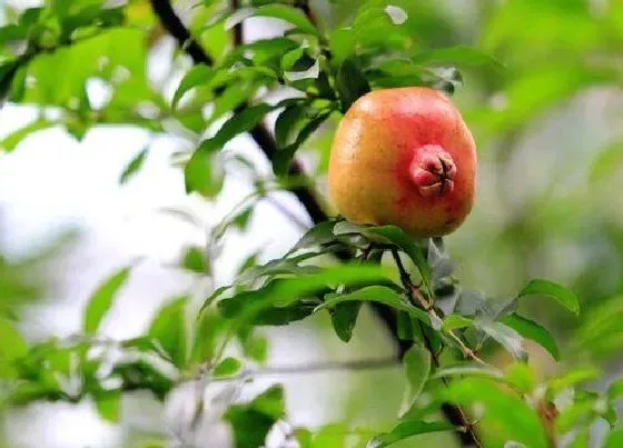 植物常识问题|石榴成熟季节是几月份 石榴最早几月份成熟采摘上市