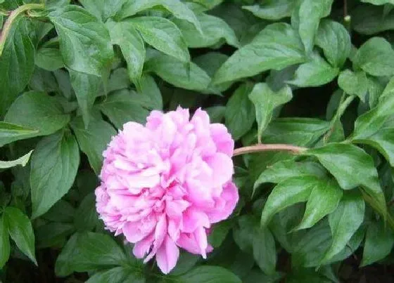 植物常识问题|夏季芍药开花无光泽要如何拯救养护呢