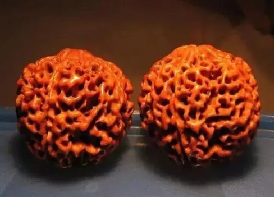 植物常识问题|金刚菩提五瓣好还是六瓣好 菩提5瓣和6瓣有什么分别