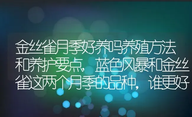 金丝雀月季好养吗养殖方法和养护要点,蓝色风暴和金丝雀这两个月季的品种，谁更好养 | 养殖常见问题