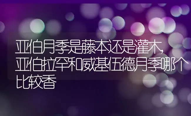 亚伯月季是藤本还是灌木,亚伯拉罕和威基伍德月季哪个比较香 | 养殖常见问题