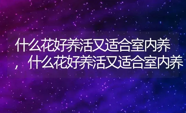 什么花好养活又适合室内养,什么花好养活又适合室内养 | 养殖常见问题