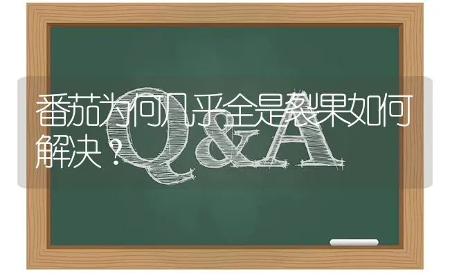 番茄为何几乎全是裂果如何解决? | 养殖问题解答