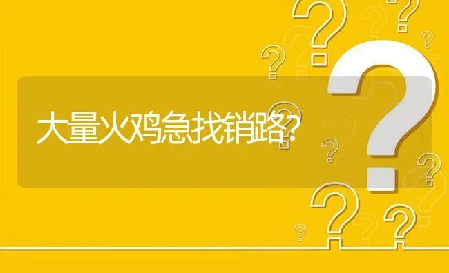 大量火鸡急找销路? | 养殖问题解答