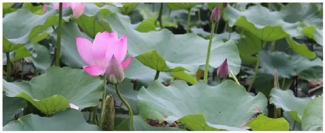 荷花栽培技术 | 农业答疑