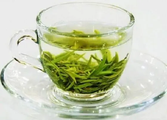 植物常识问题|绿茶有哪些品种 好喝的绿茶品种排名