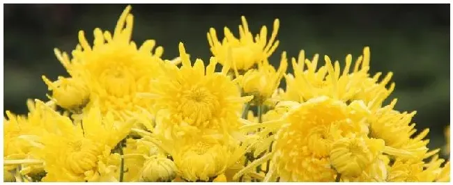 菊花几月开放时间 | 三农问答