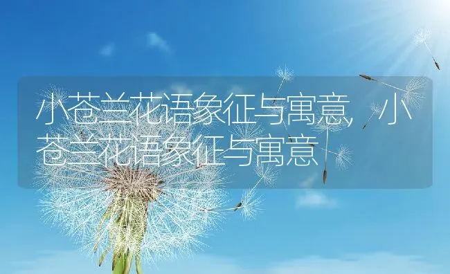 小苍兰花语象征与寓意,小苍兰花语象征与寓意 | 养殖常见问题