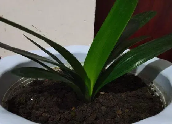 植物常识问题|玉米芯如何用来养君子兰排水透气又肥沃