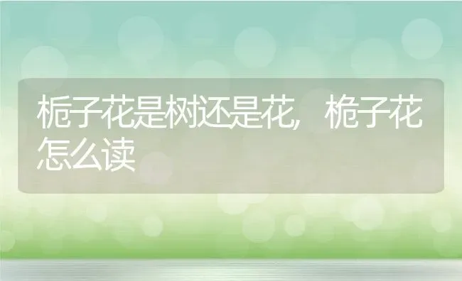 栀子花是树还是花,桅子花怎么读 | 养殖常见问题