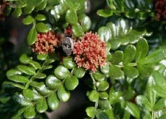 植物常识问题|清香木应该如何养殖长得茂盛易爆盆