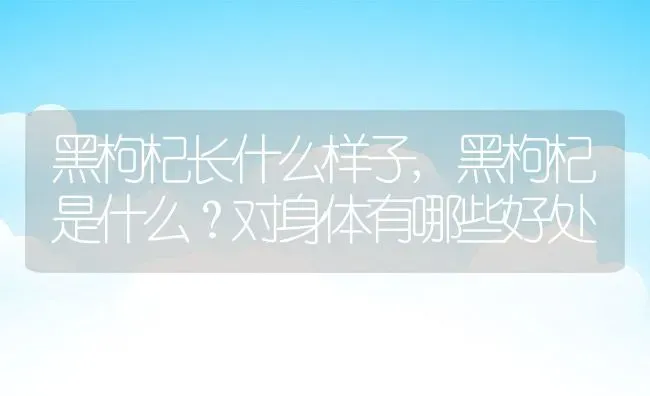 黑枸杞长什么样子,黑枸杞是什么？对身体有哪些好处 | 养殖常见问题