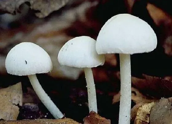 植物常识问题|养花盆里出现的白点是什么情况