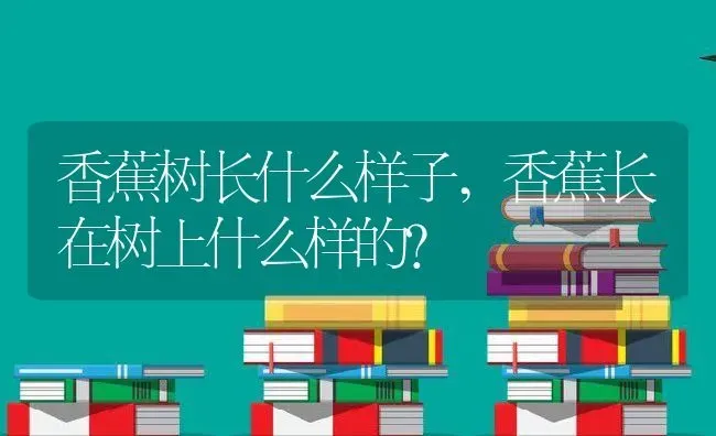 香蕉树长什么样子,香蕉长在树上什么样的？ | 养殖常见问题