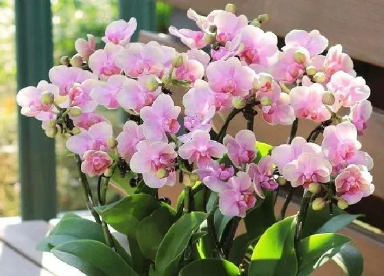 植物常识问题|十大灵性植物 世界上最有灵性的植物是什么
