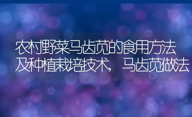 农村野菜马齿苋的食用方法及种植栽培技术,马齿苋做法 | 养殖常见问题