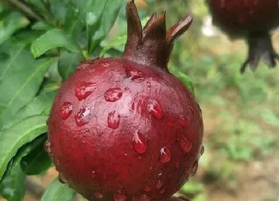 植物常识问题|石榴成熟季节是几月份 石榴最早几月份成熟采摘上市