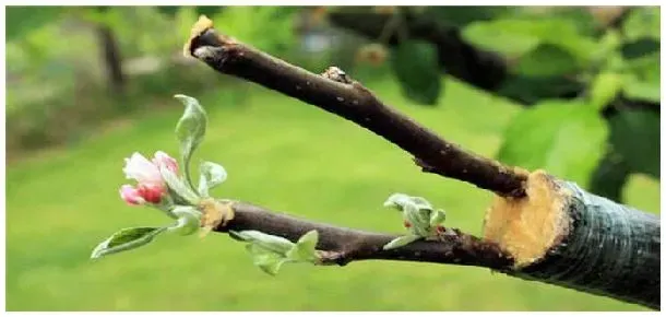 种植假植苗注意事项 | 三农答疑